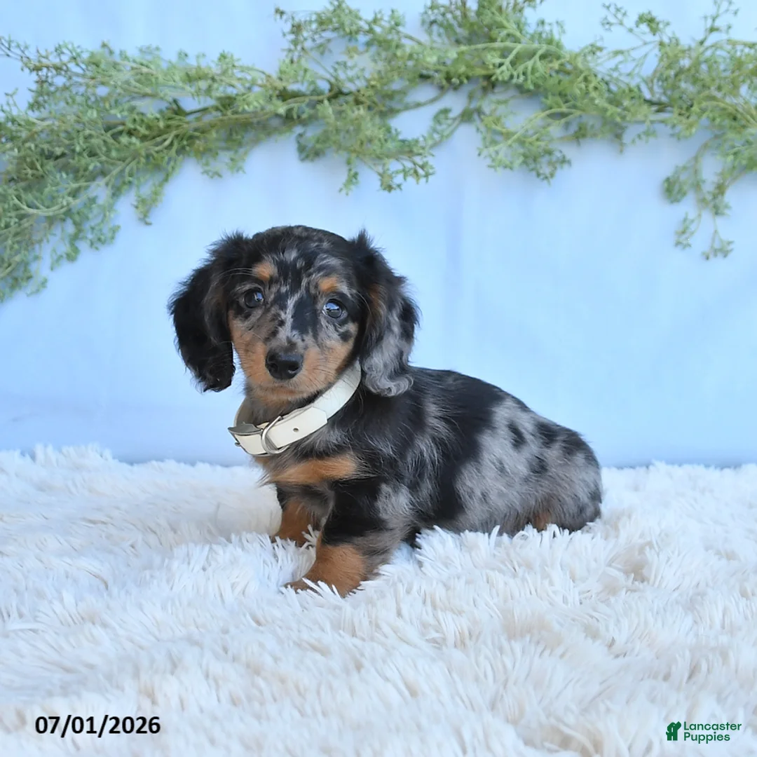 Miniature Dachshund dogs for sale: Rachel - Ad 1