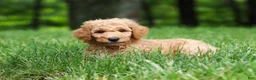 Standard Poodle dogs for sale: Leo - Ad 3