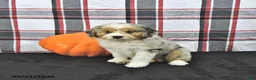 Mini Aussiedoodle dogs for sale: Dazzle  - Ad 4