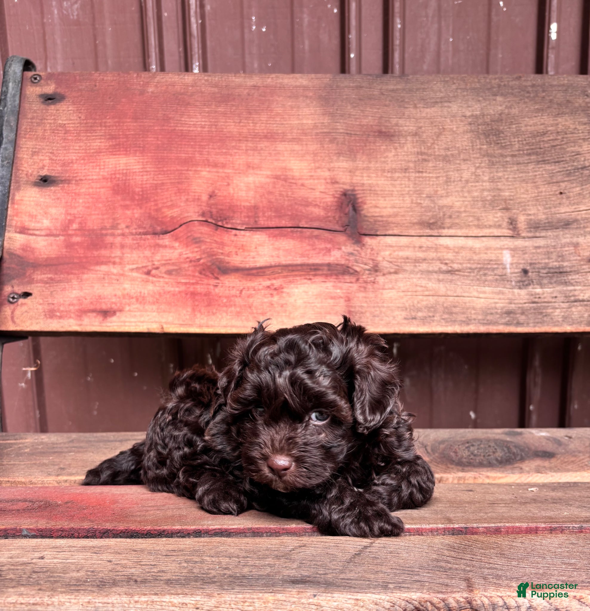 Shihpoo dogs for sale: Shihpoo Puppy 1 - Ad 2