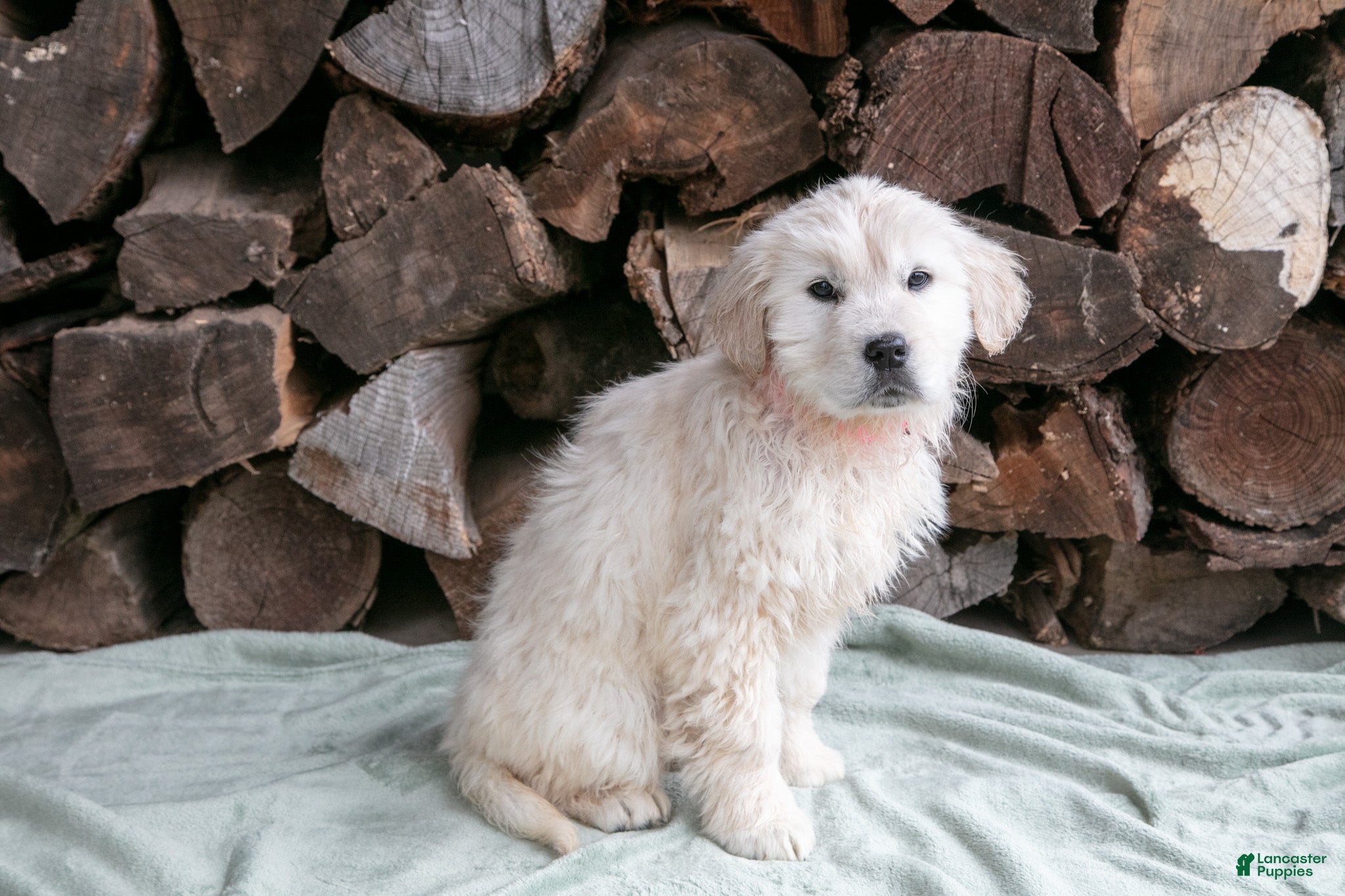 Golden Retriever dogs Kaya - Ad 2