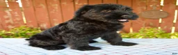 Giant Schnauzer dogs for sale: Olen - Ad 4