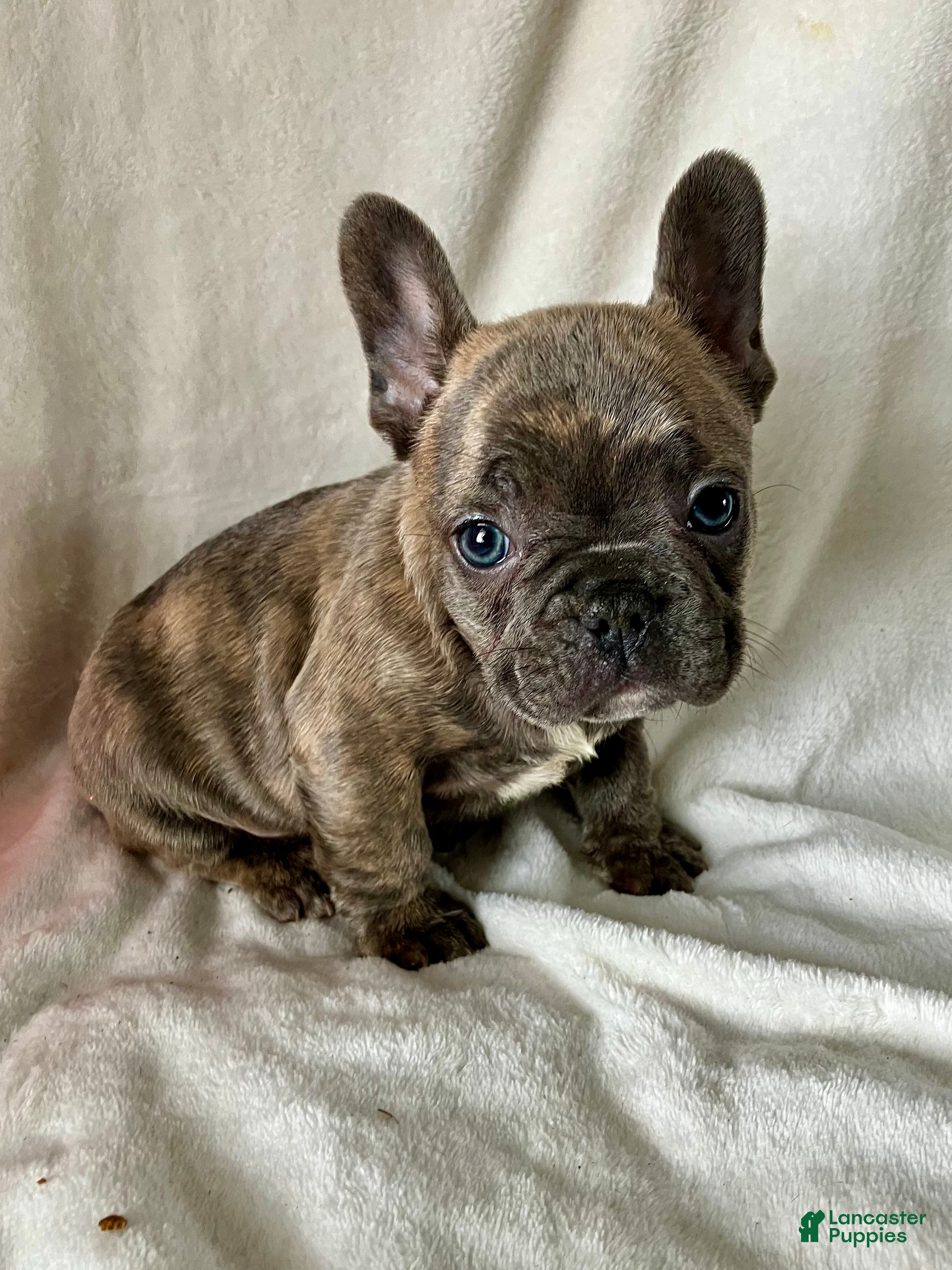 French Bulldog dogs Prince - Ad 17