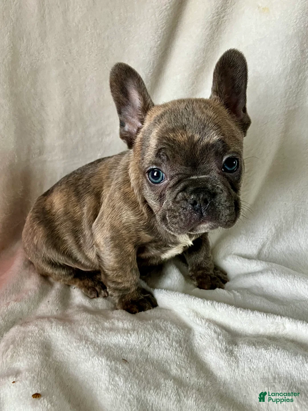 French Bulldog dogs for sale: Prince - Ad 1
