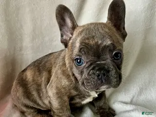 French Bulldog dogs Prince - Ad 17