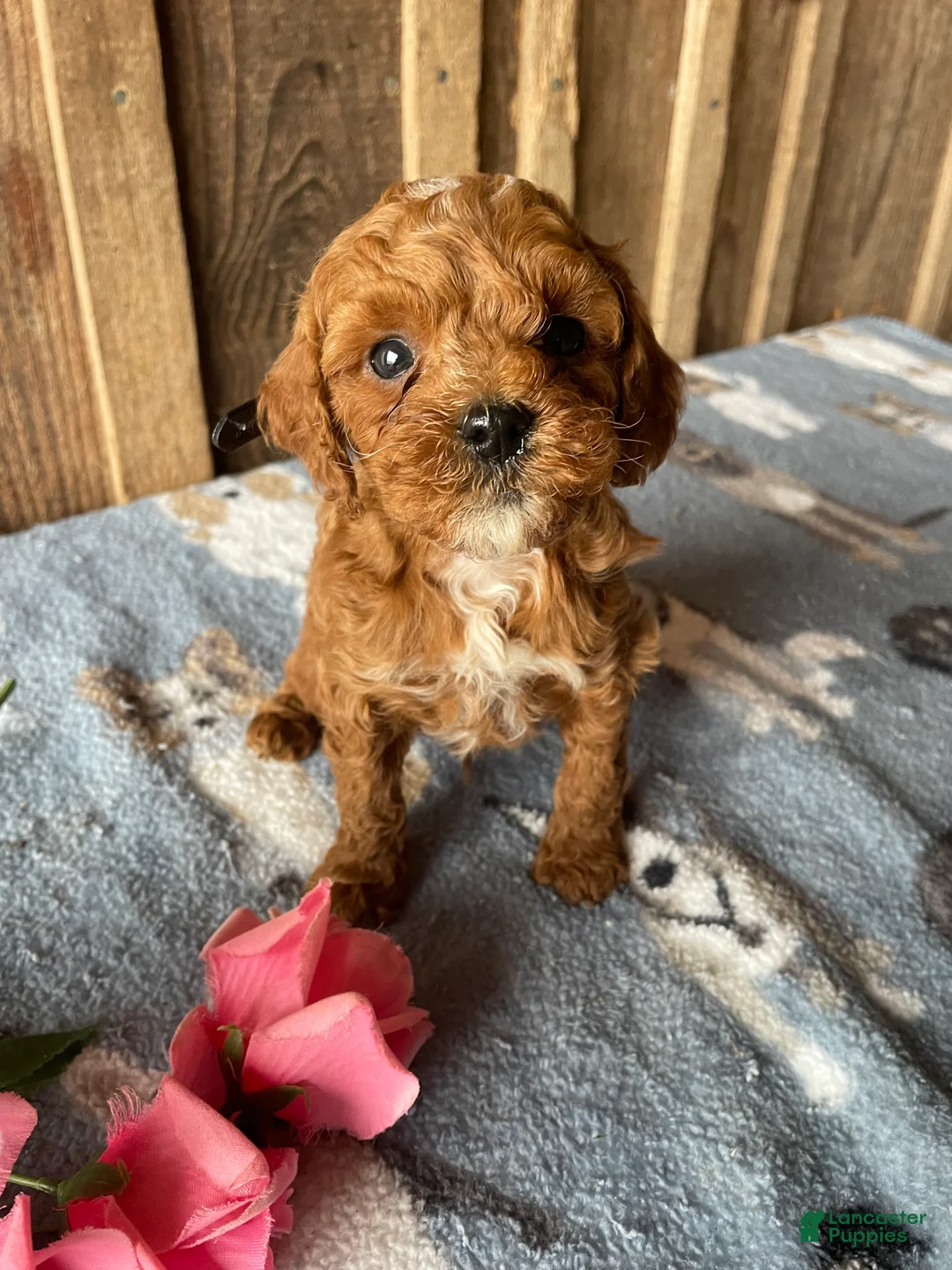 Cavapoo dogs for sale: Georgie - Ad 3