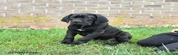 Cane Corso dogs for sale: Dallas - Ad 3