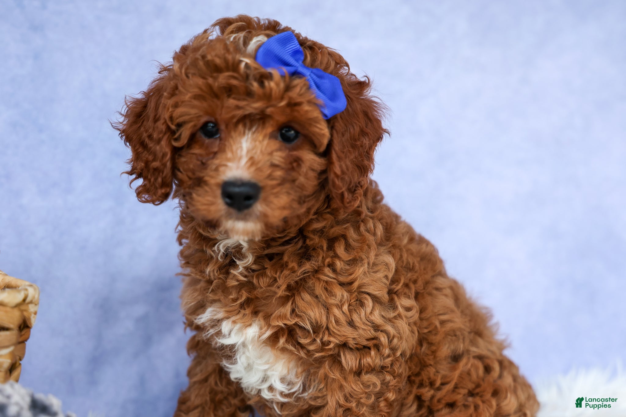 Cavapoo dogs TOBY - Ad 1