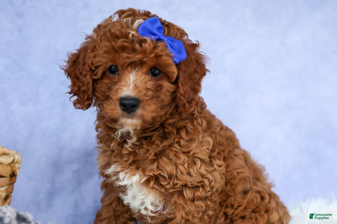 Cavapoo dogs for sale: TOBY - Ad 1