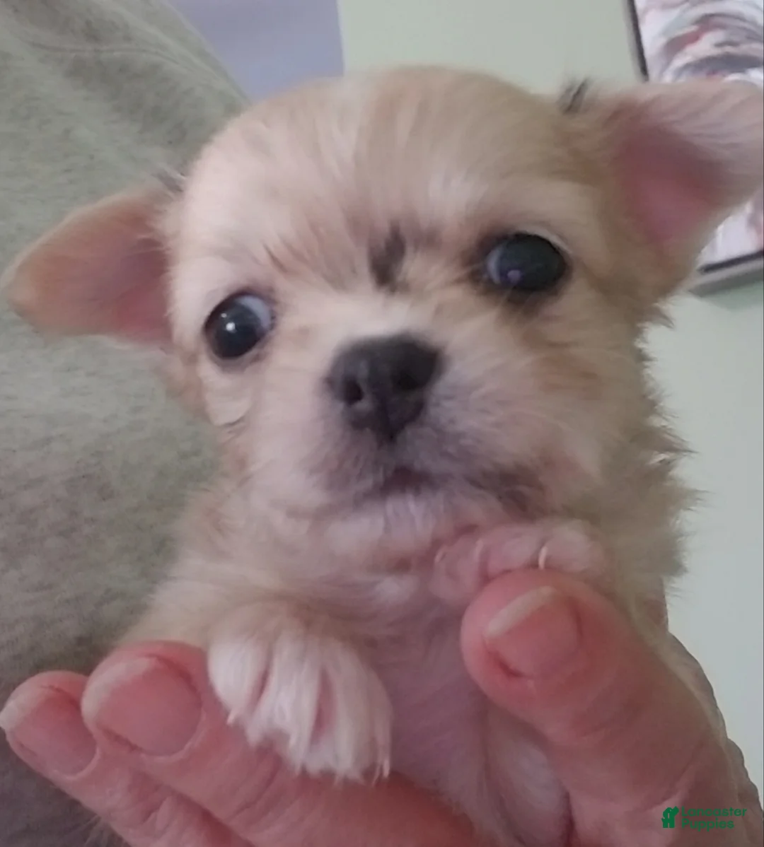 Chihuahua dogs for sale: Chihuahua Puppy 1 - Ad 1
