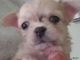 Chihuahua dogs Chihuahua Puppy 1 - Ad 10