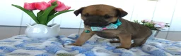 Chihuahua dogs for sale: Chihuahua Puppy 4 Tara - Ad 2