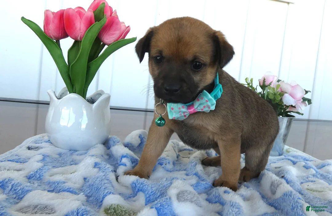 Chihuahua dogs for sale: Chihuahua Puppy 4 Tara - Ad 2
