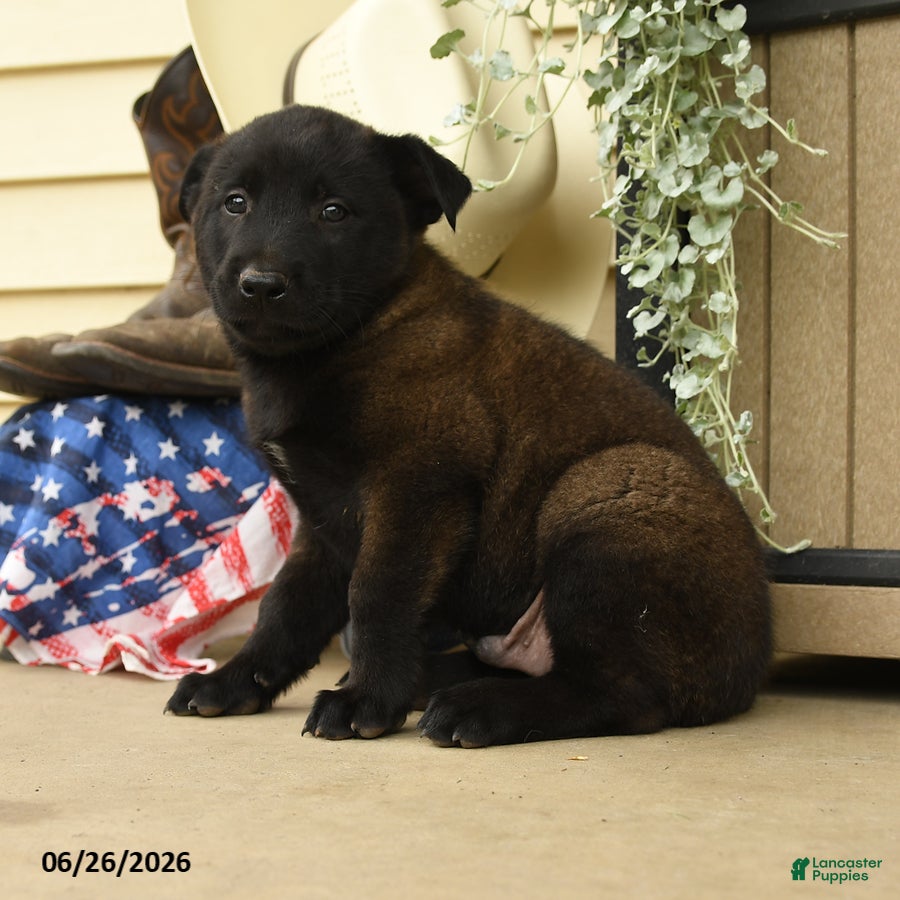 Belgian Malinois dogs Casper - Ad 2