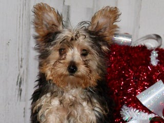 Yorkiepoo dogs Tucker - Ad 41