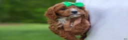 Cavapoo dogs for sale: OLLIE - Ad 14