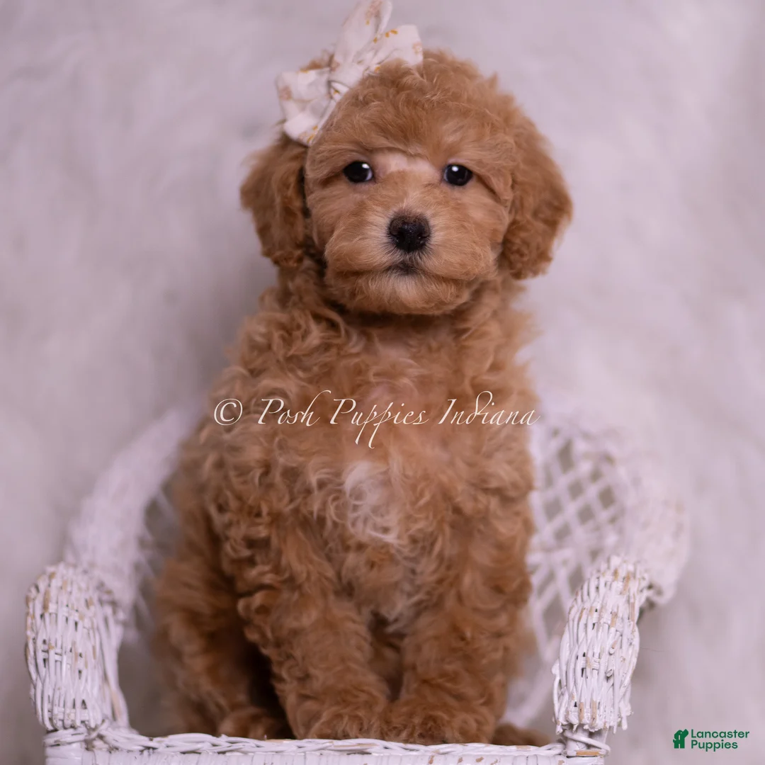 Toy Poodle dogs for sale: Mindy - Ad 6