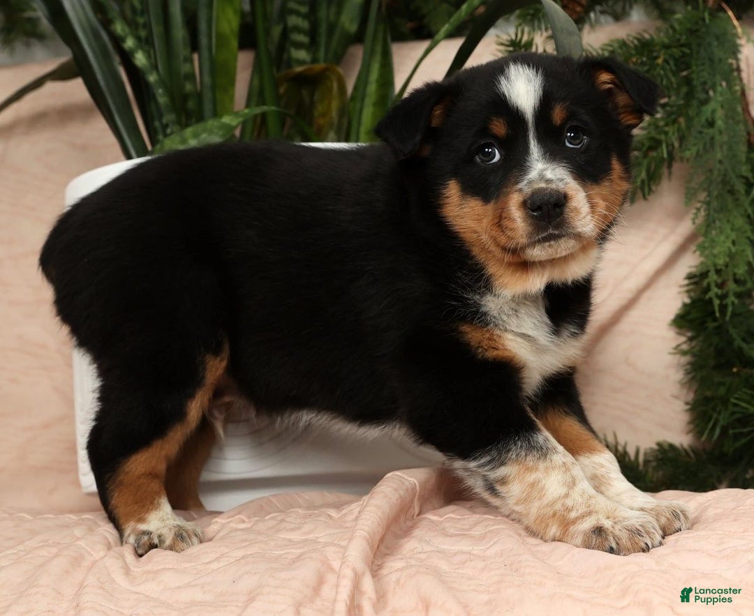 Australian Shepherd dogs for sale: Tucker - Ad 3