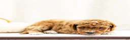Mini Goldendoodle dogs for sale: Anjali - Ad 4