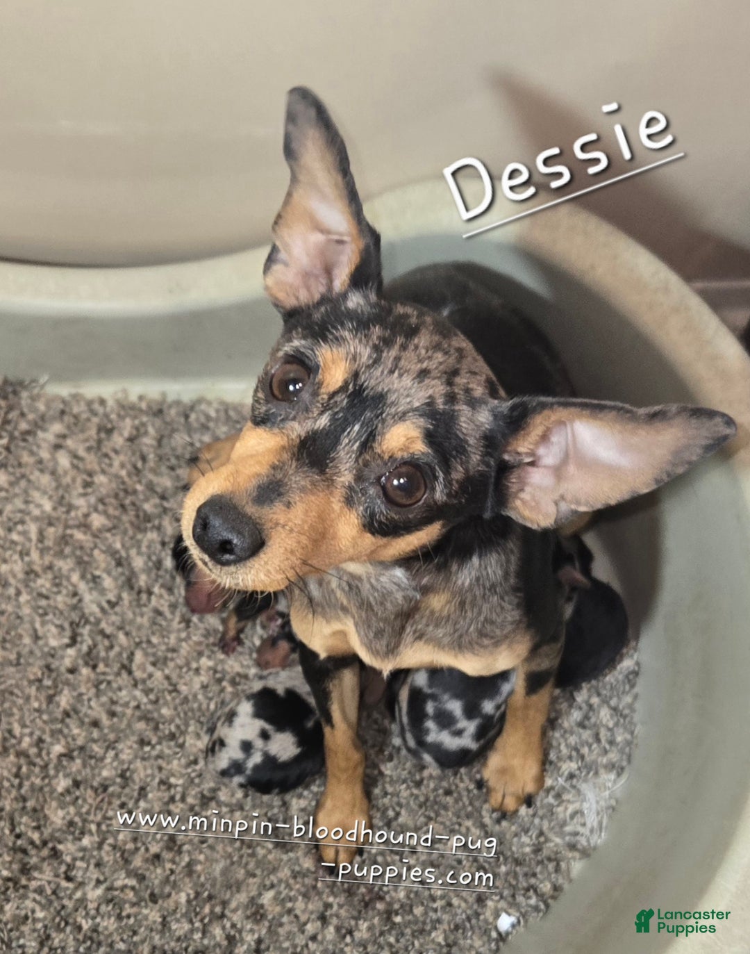 Miniature Pinscher dogs for sale: DeeDee black tan merle  - Ad 4