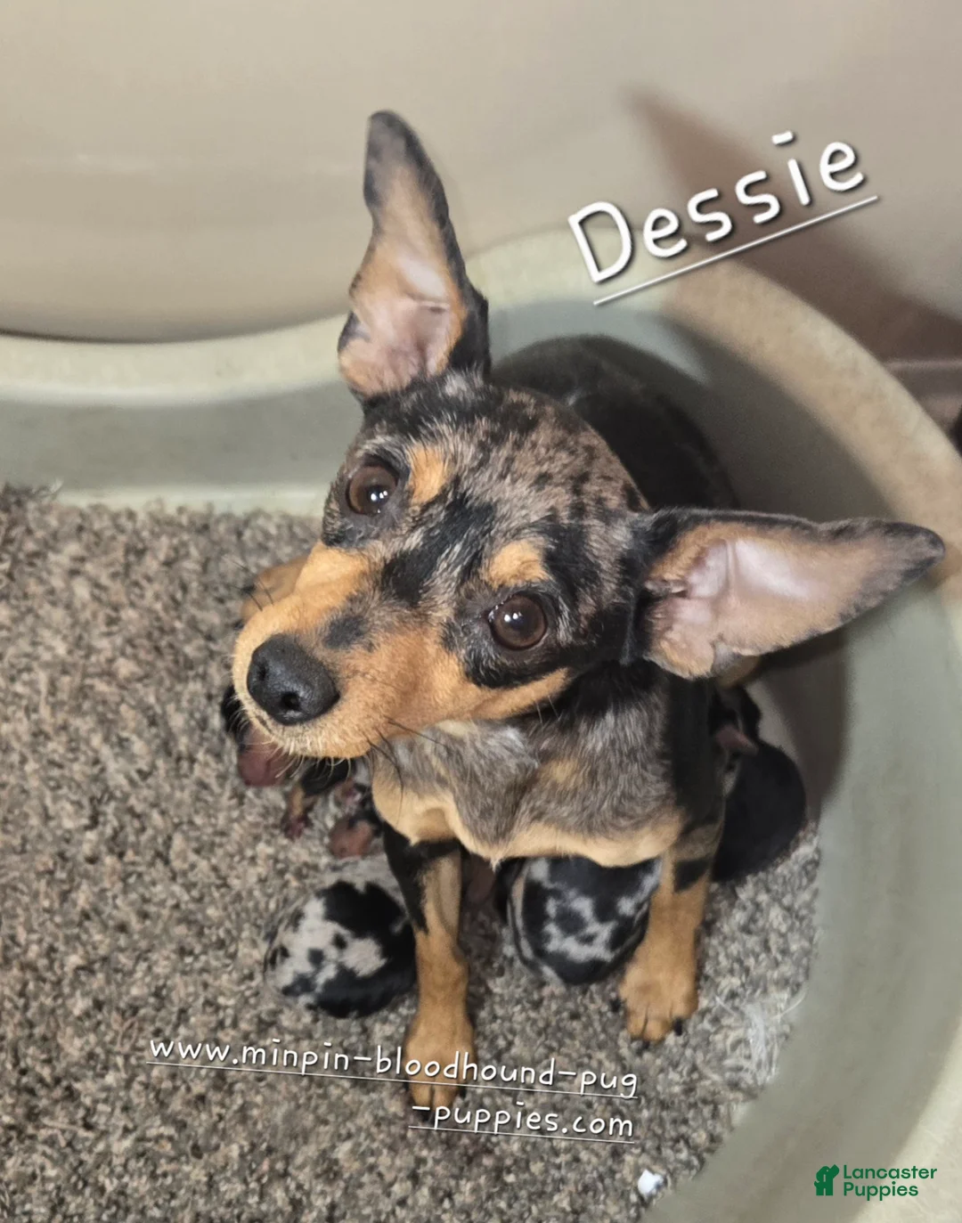 Miniature Pinscher dogs for sale: DeeDee black tan merle  - Ad 7