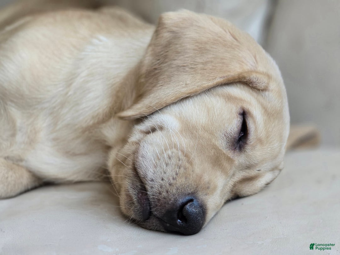 Labrador Retriever dogs for sale: Labrador Retriever Puppy 1 - Ad 6