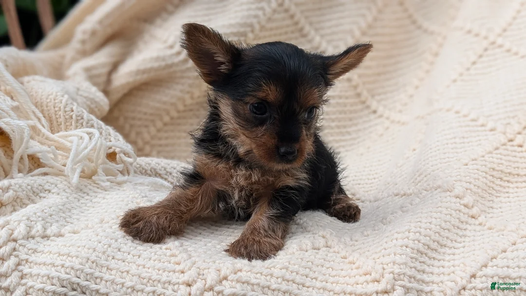 Yorkshire Terrier dogs for sale: Gemma - Ad 2