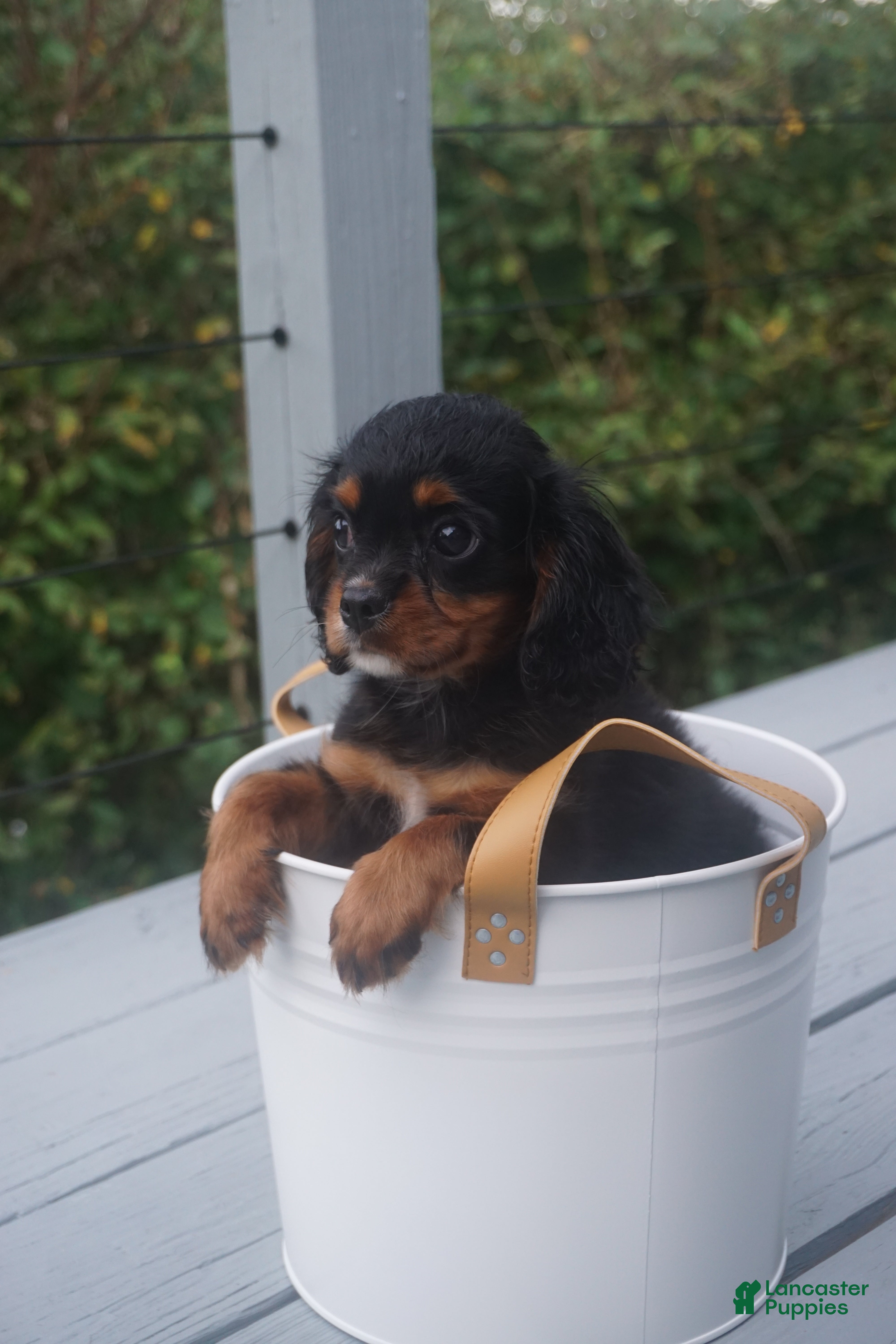 Cavalier King Charles Spaniel dogs Cavalier King Charles Spaniel 1 - Ad 2