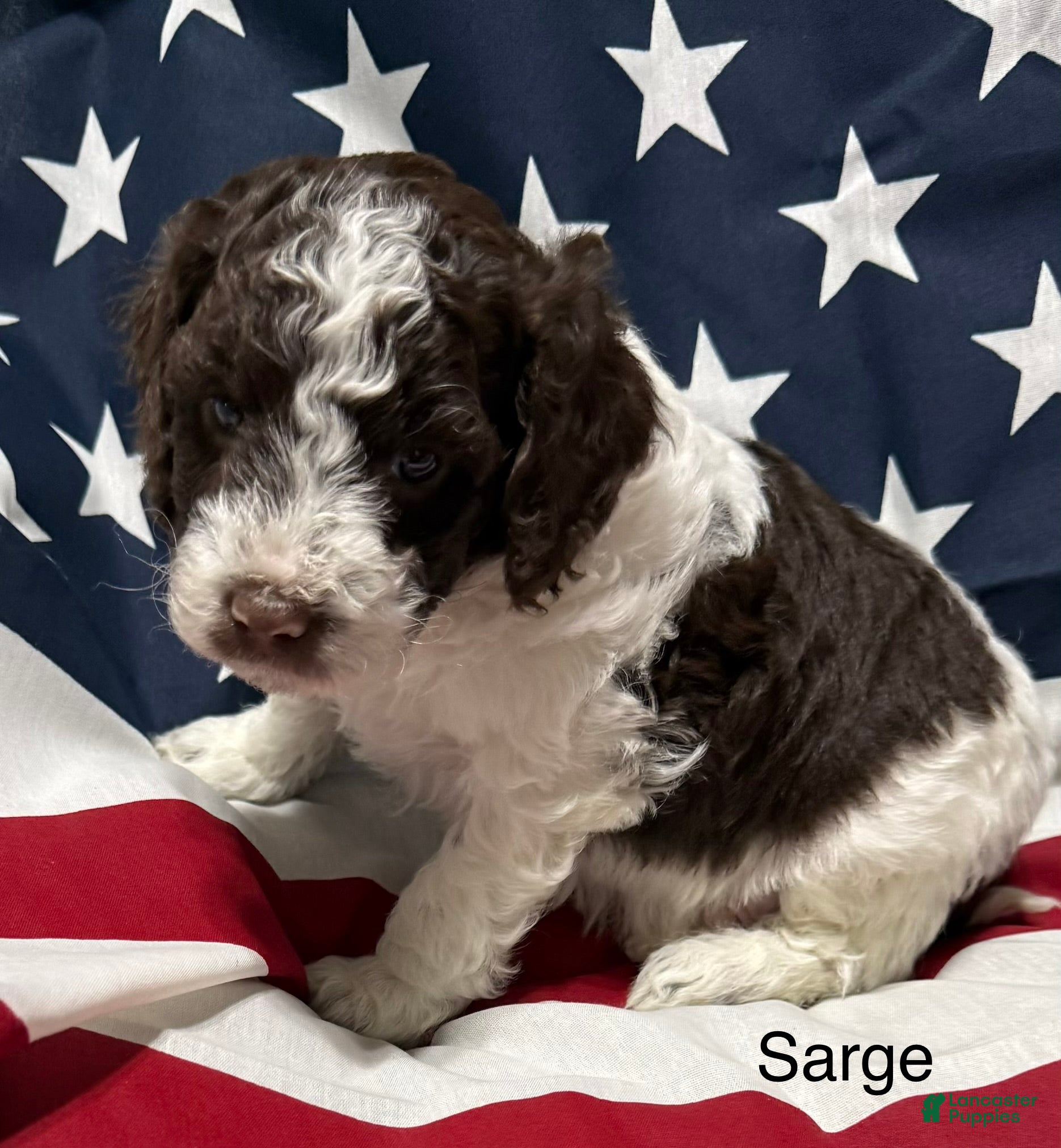 Mini Goldendoodle dogs Sarge - Ad 1