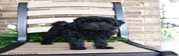 Havapoo dogs for sale: Ayla - Ad 3