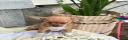 Chihuahua dogs for sale: Rover - Ad 5