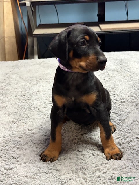 Doberman Pinscher dogs Doberman Pinscher Puppy 6 - Ad 3