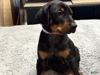 Doberman Pinscher dogs Doberman Pinscher Puppy 6 - Ad 3