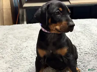 Doberman Pinscher dogs Doberman Pinscher Puppy 6 - Ad 10