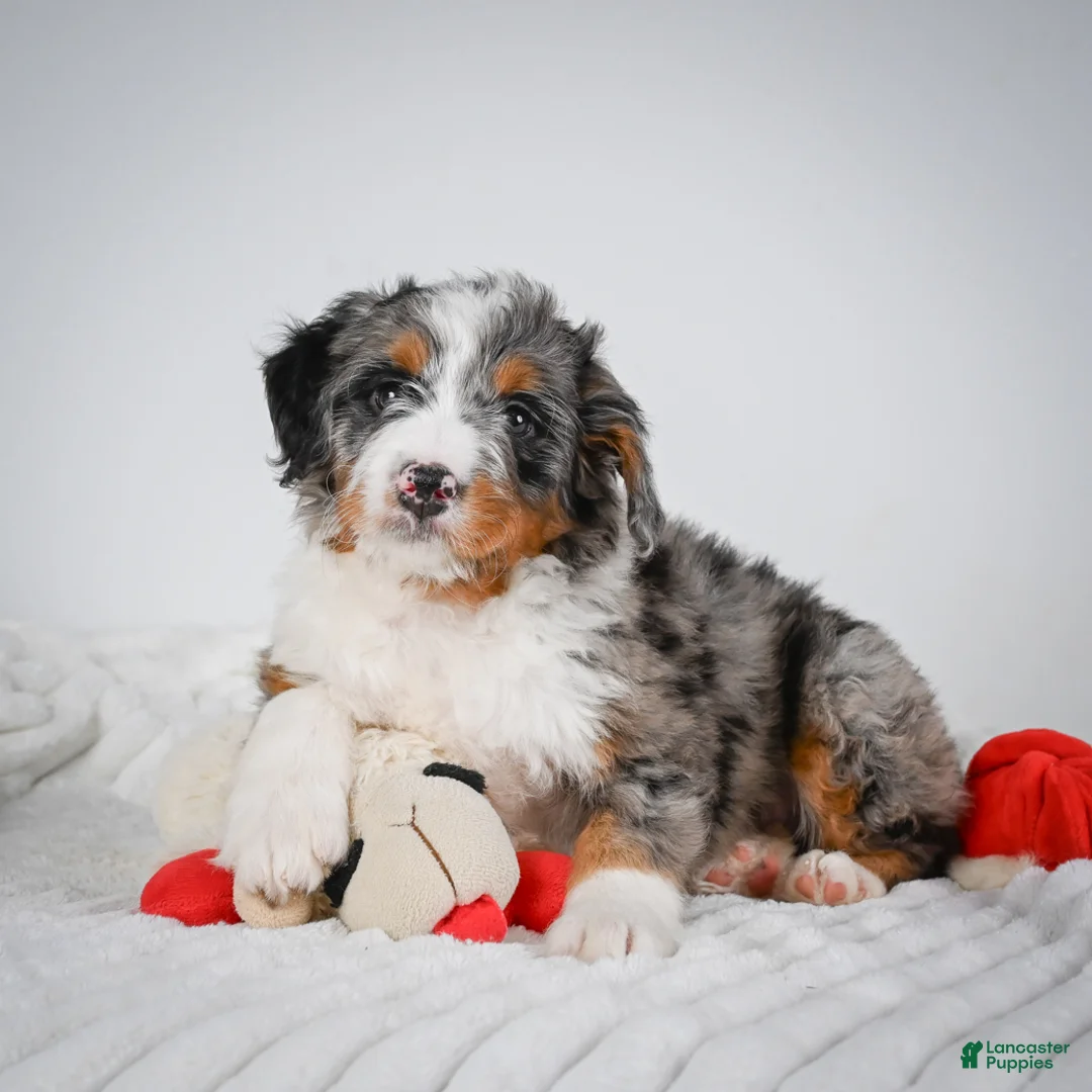 Mini Bernedoodle dogs for sale: Shadow - Ad 2
