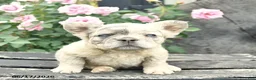 French Bulldog dogs for sale: Sunny  - Ad 3