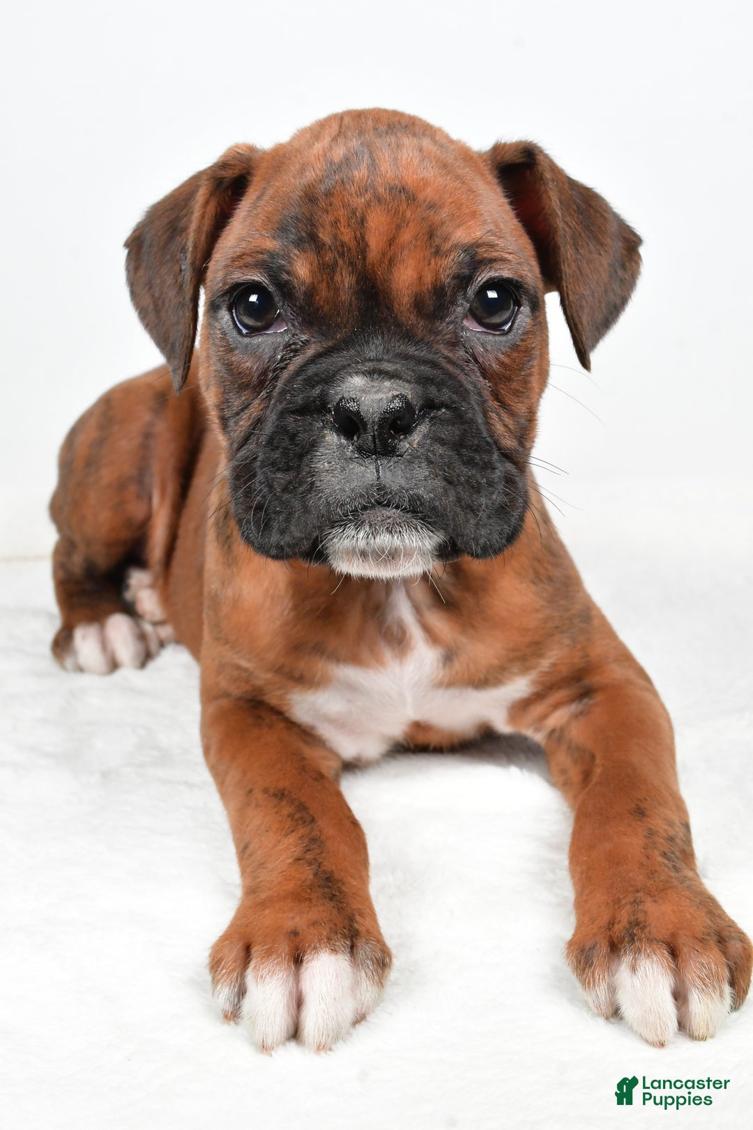 Boxer dogs for sale: Benji - Ad 3