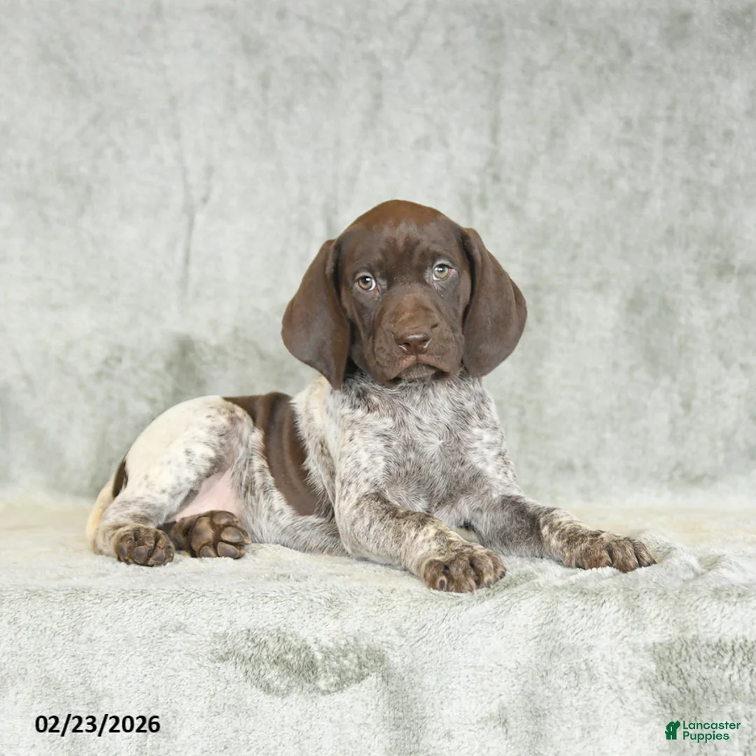 German Shorthaired Pointer dogs for sale: Beth - Ad 3
