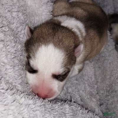 Siberian Husky dogs 3 Éowyn - Ad 1