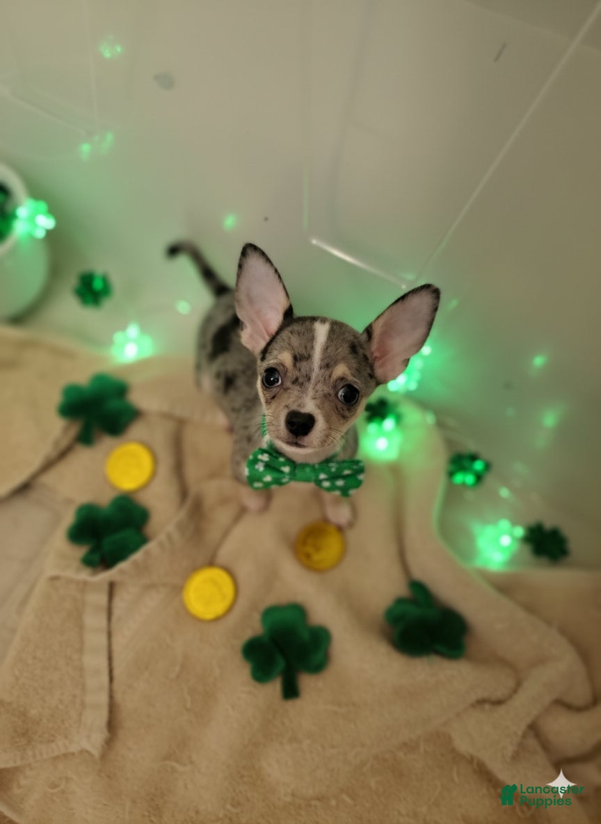 Chihuahua dogs Toy bentley - Ad 2