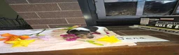 Wire Fox Terrier dogs for sale: (Jena) Wire Fox Terrier 3 - Ad 5