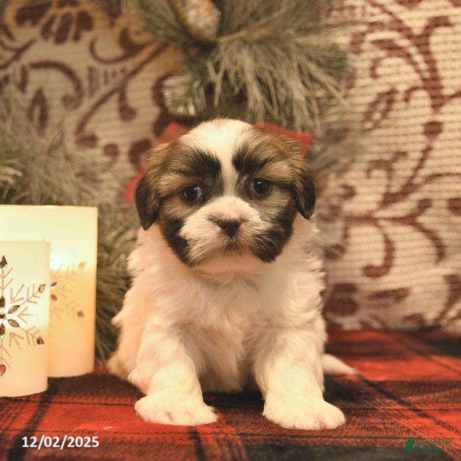 Shih Tzu dogs Salty  - Ad 3