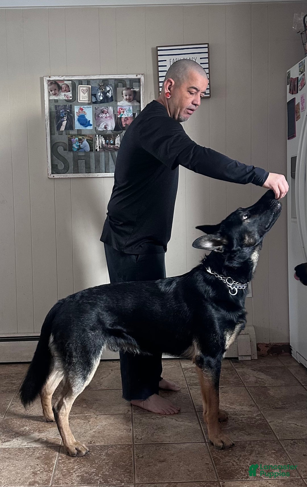 German Shepherd dogs for sale: Gabe - Ad 8