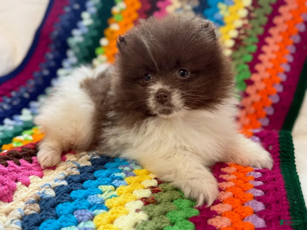 Pomeranian dogs for sale: Bacon - Ad 2