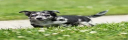 Chihuahua dogs for sale: Ryder Chihuahua Puppy  - Ad 19