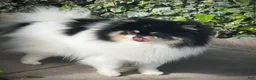 Pomeranian dogs for sale: Pomeranian 1 - Ad 3