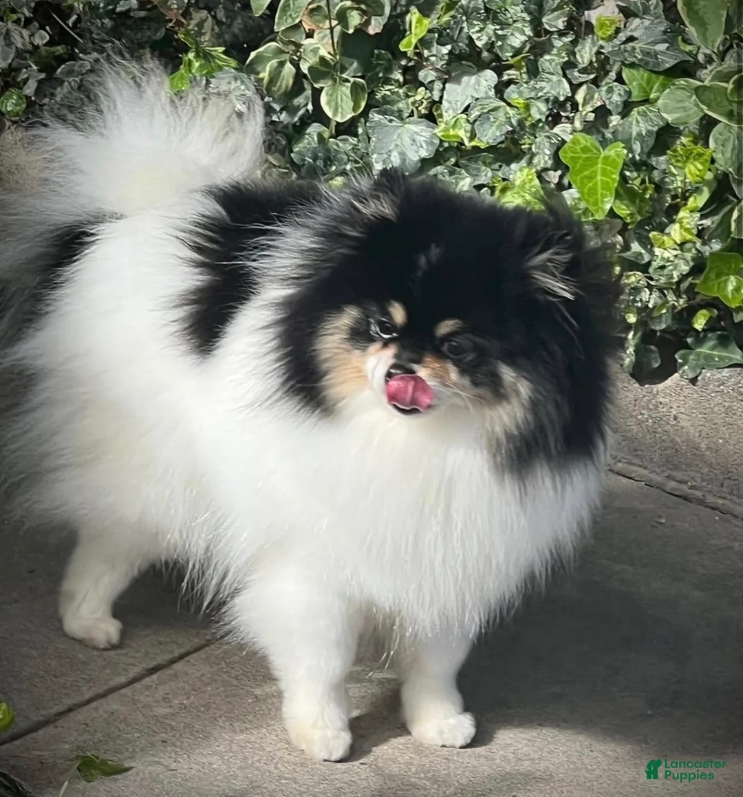 Pomeranian dogs for sale: Pomeranian 1 - Ad 3