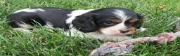 Cavalier King Charles Spaniel dogs for sale: Bella - Ad 5