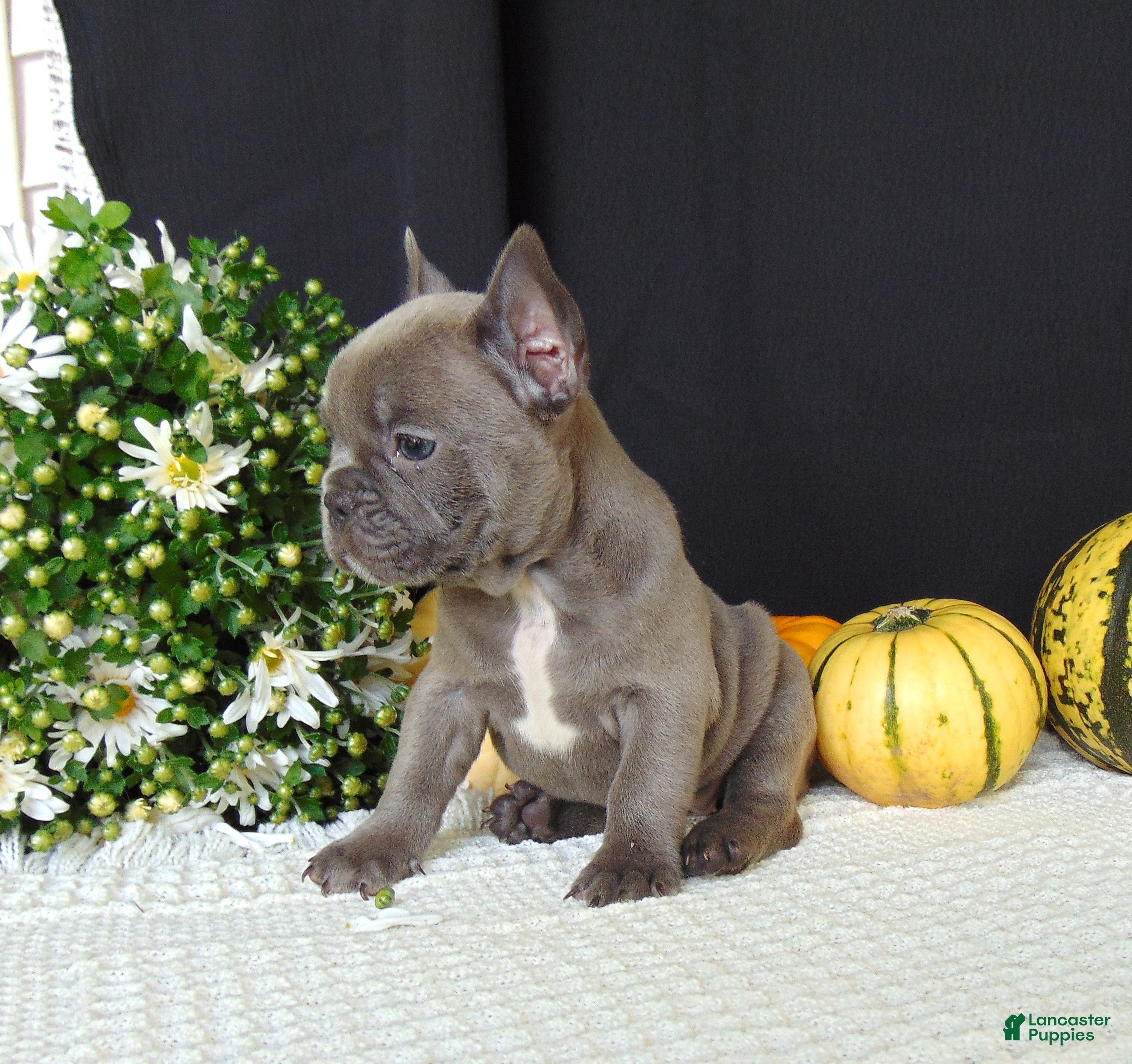 French Bulldog dogs Millie - Ad 1
