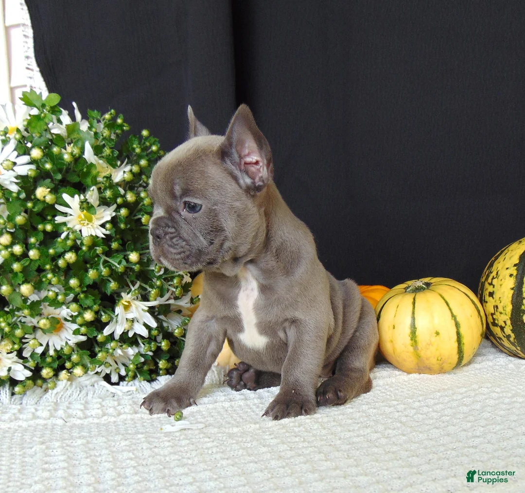 French Bulldog dogs for sale: Millie - Ad 1